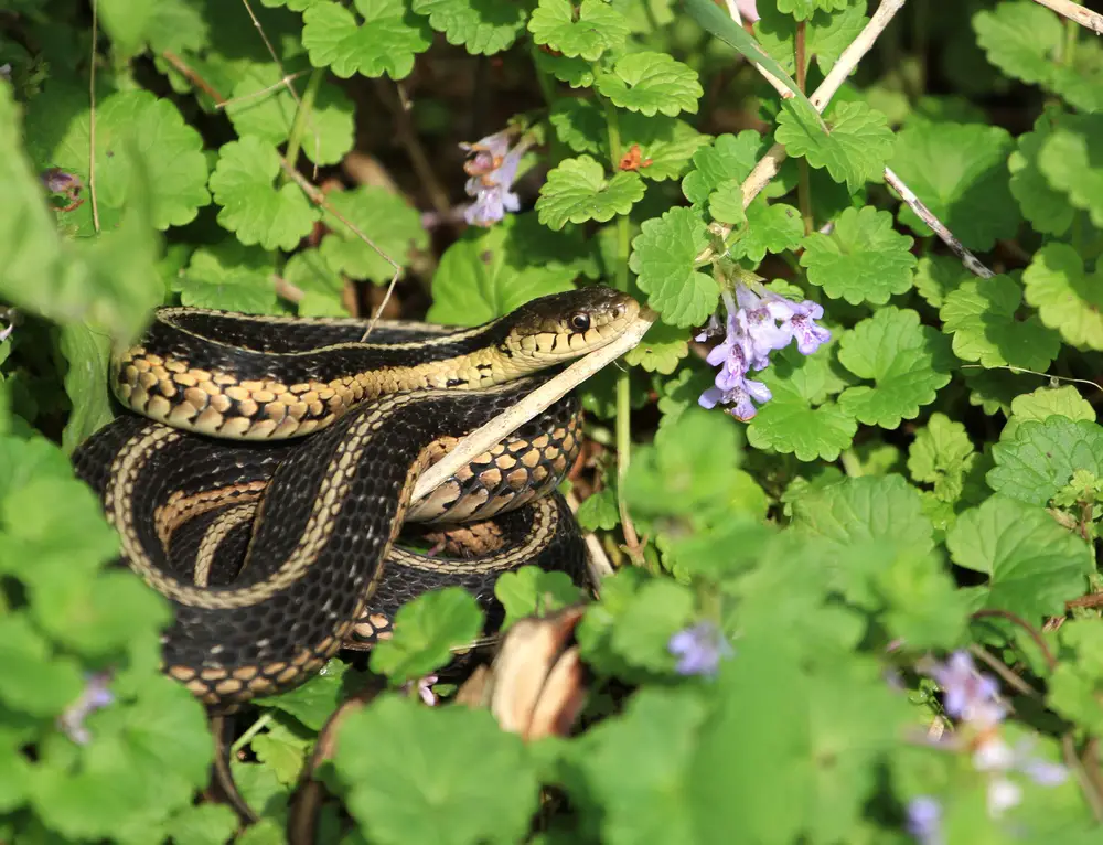 How big do Garter Snakes get?