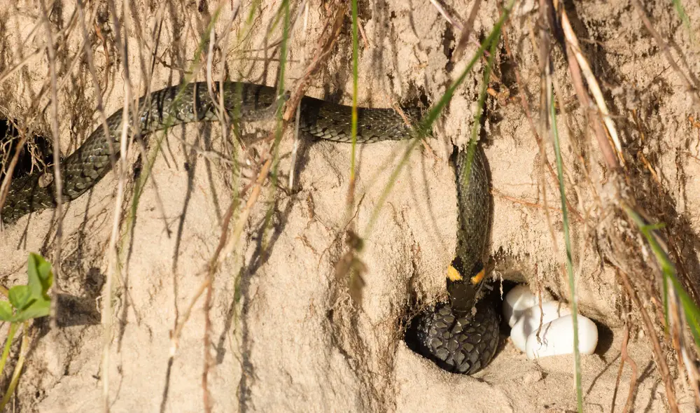 grass snake eggs