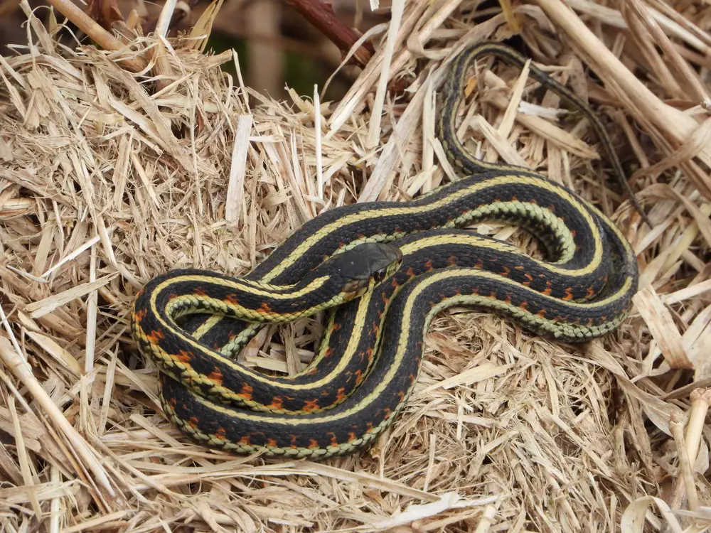 How big do Garter Snakes get?