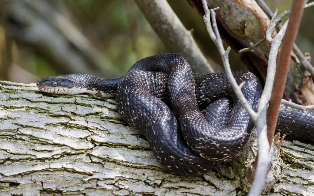 What do Black Rat Snakes eat?