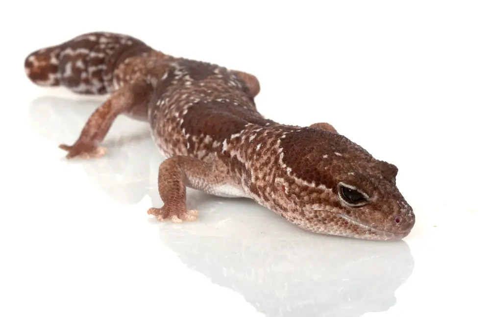 African Fat-tailed Gecko Care Sheet