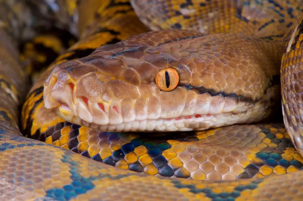 Do pythons eat humans?