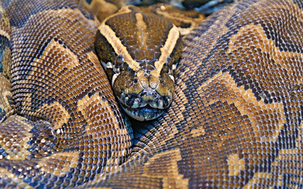 Do pythons eat humans?
