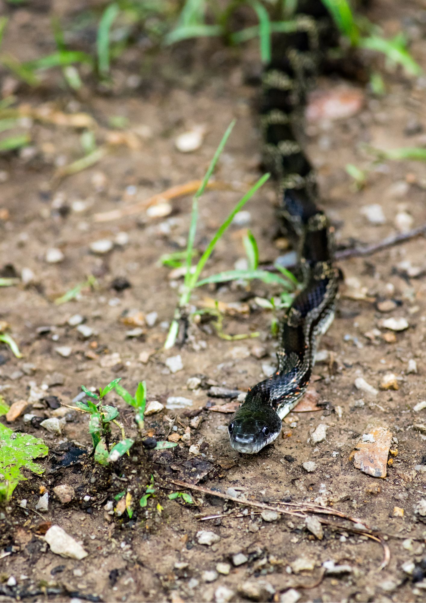 How big do Black Rat Snakes get?