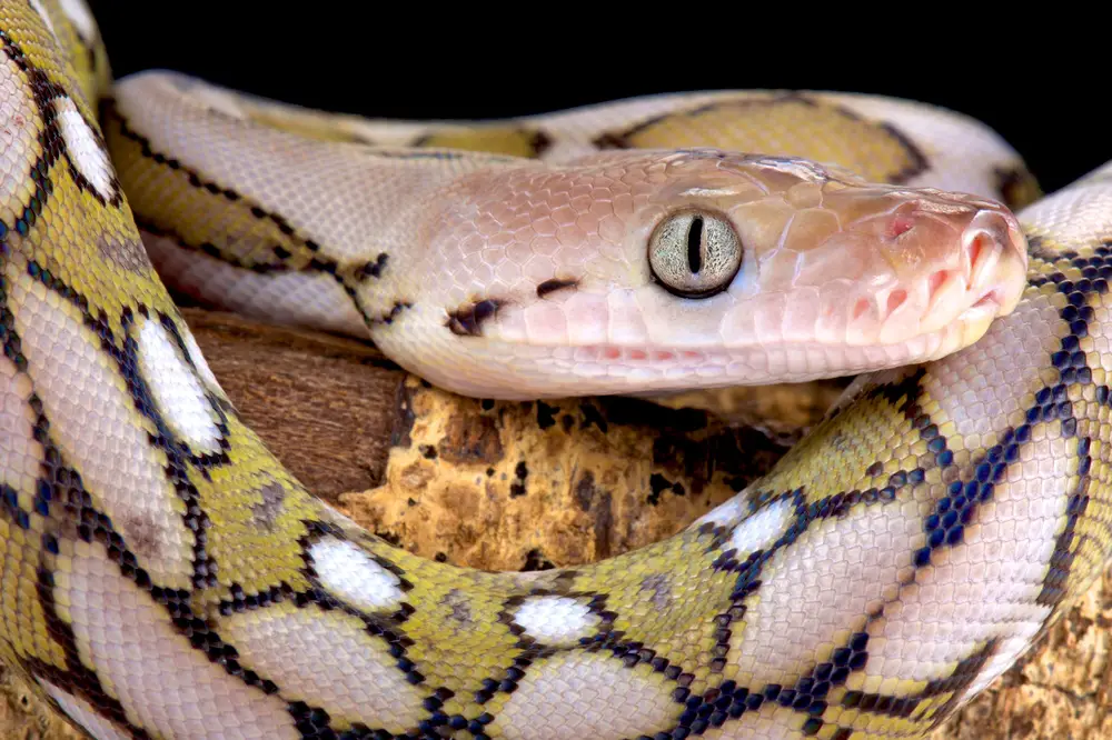 Do pythons eat humans?