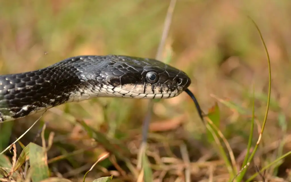 How big do Black Rat Snakes get?