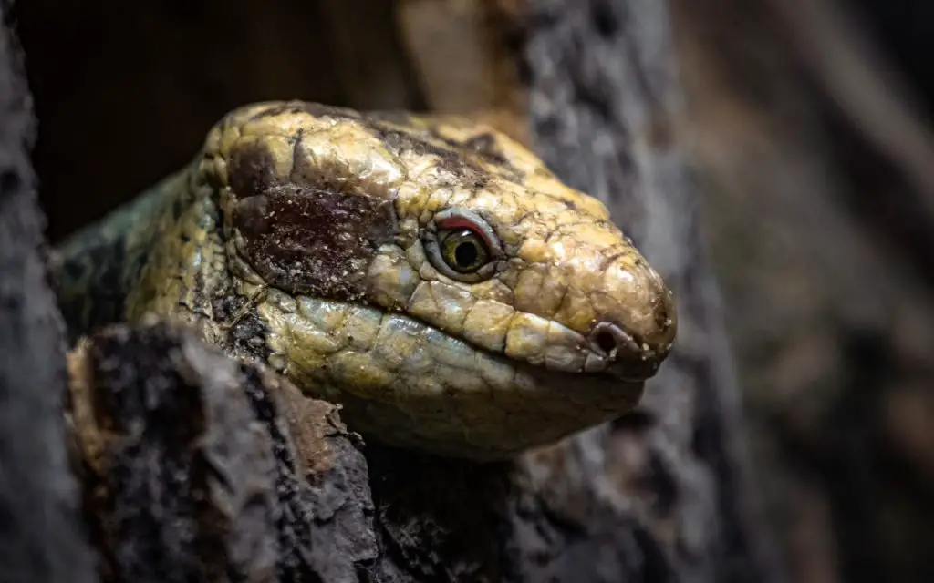 Monkey Tailed Skink Care Guide, facts and photos