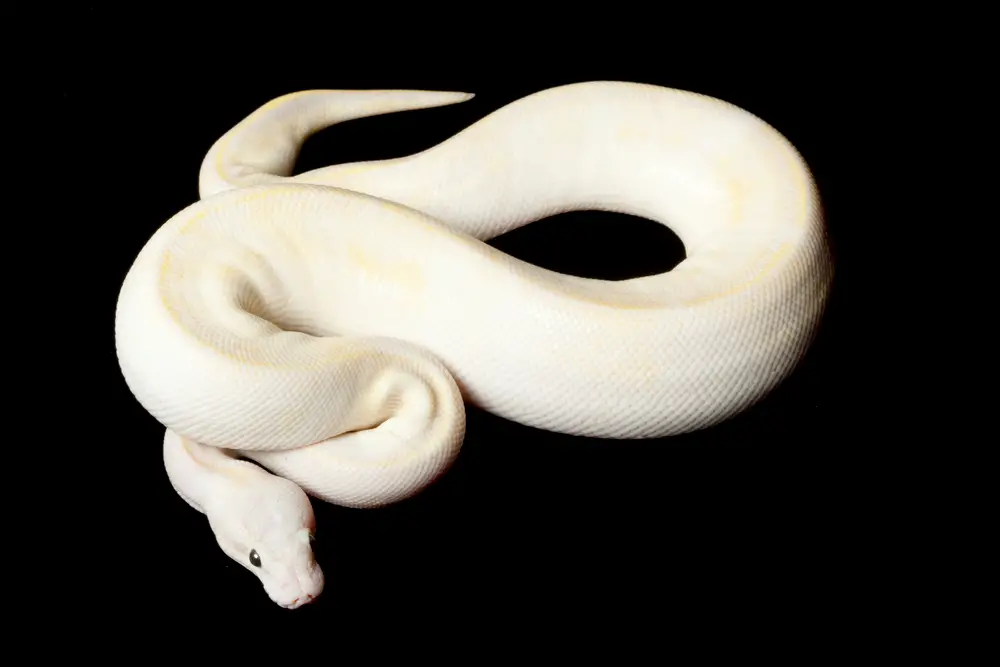 The Ivory Ball Python: Description, care, and breeding