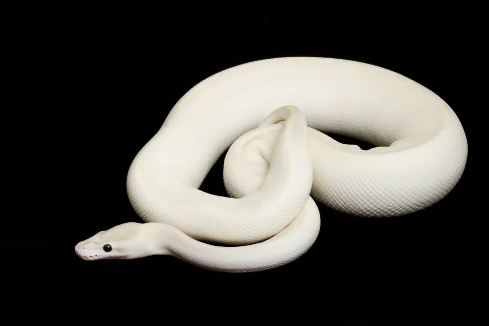 The Ivory Ball Python: Description, care, and breeding