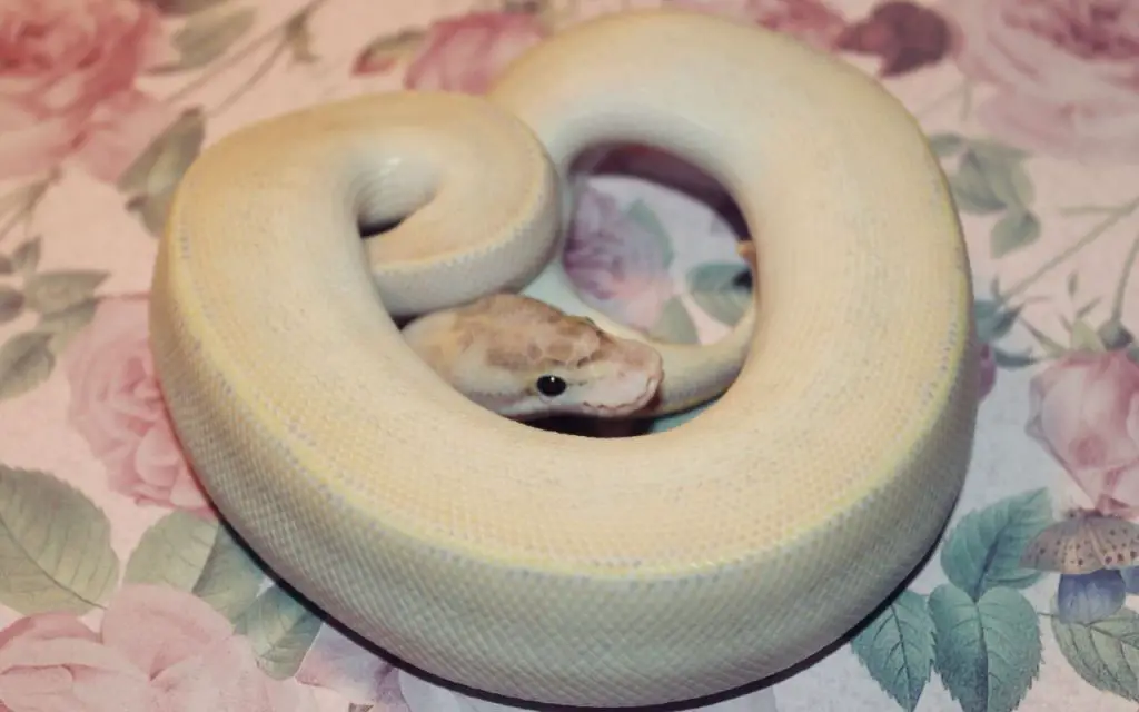 The Ivory Ball Python: Description, care, and breeding