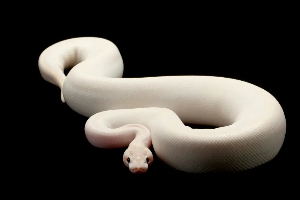 The Ivory Ball Python: Description, care, and breeding