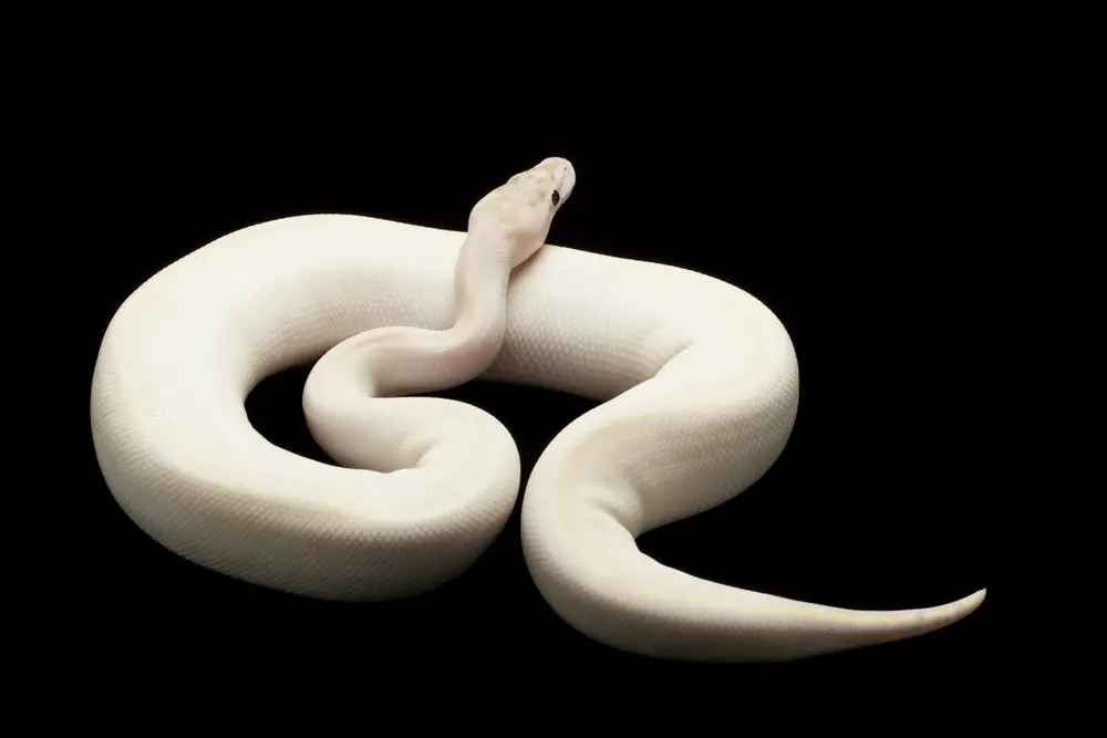 The Ivory Ball Python: Description, care, and breeding