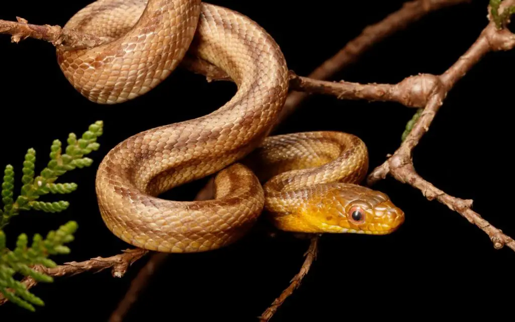 An expert Guide to Florida Rat Snakes