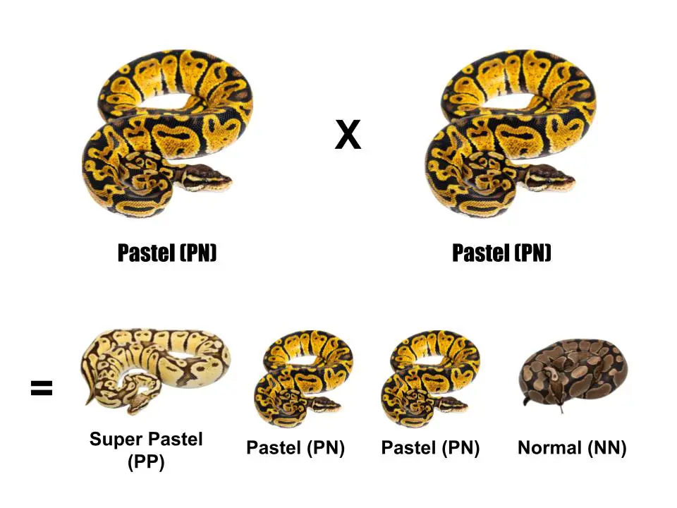 Guide to Ball Python Morphs