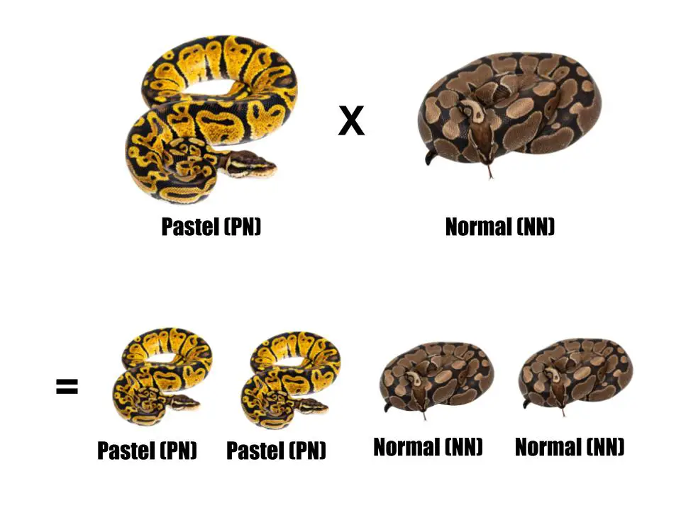 Guide to Ball Python Morphs