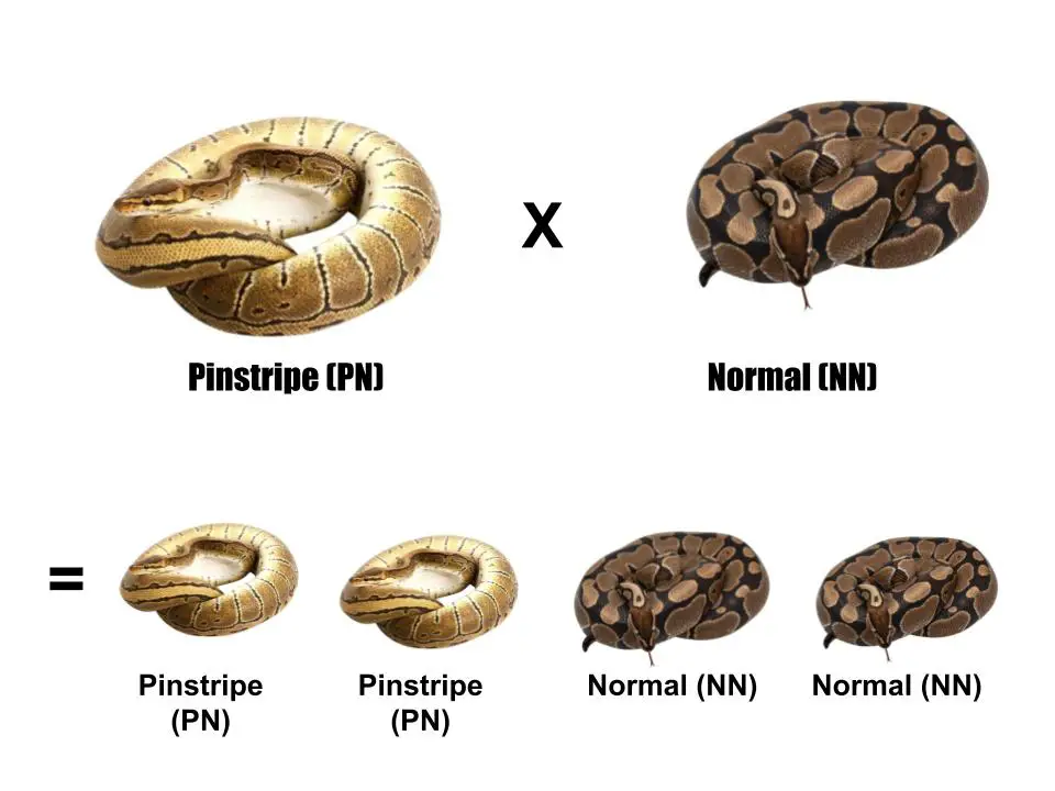 All about ball python morphs