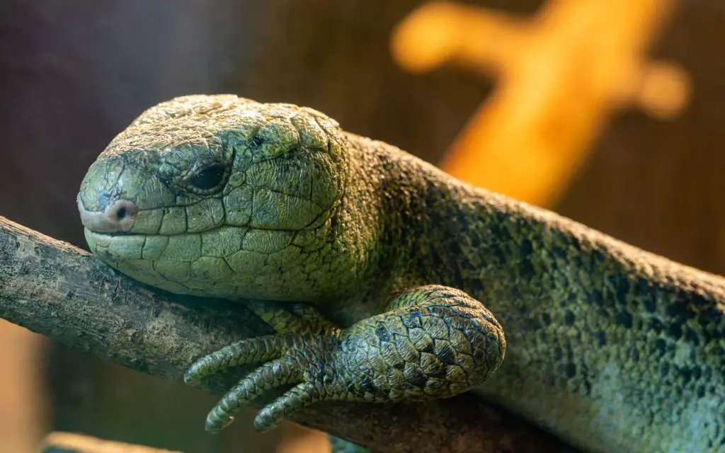 Monkey Tailed Skink Care Guide, facts and photos