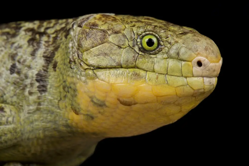 Monkey Tailed Skink Care Guide, facts and photos