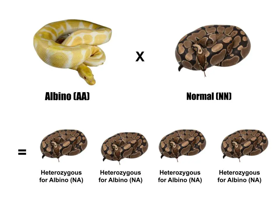 All about ball python morphs