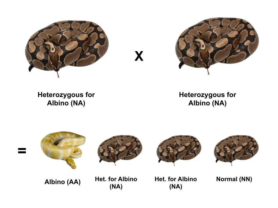 All about ball python morphs