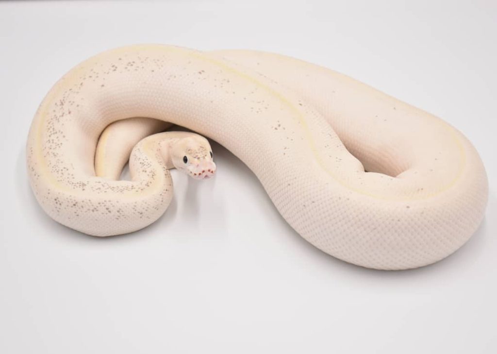 The Ivory Ball Python: Description, care, and breeding