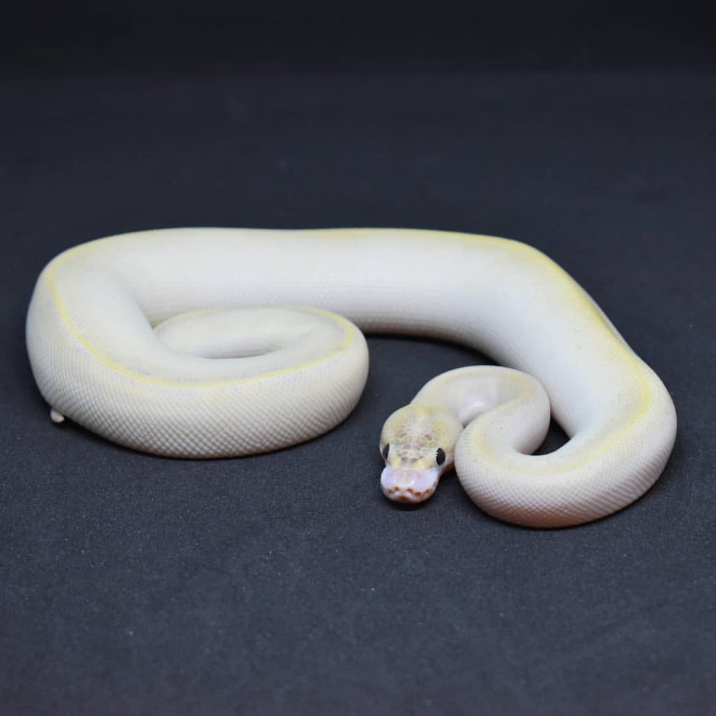 The Ivory Ball Python: Description, care, and breeding