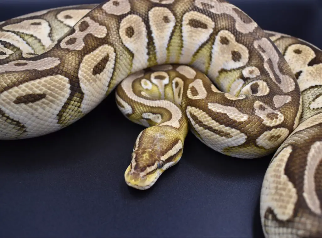 do ball pythons need vitamin supplements?