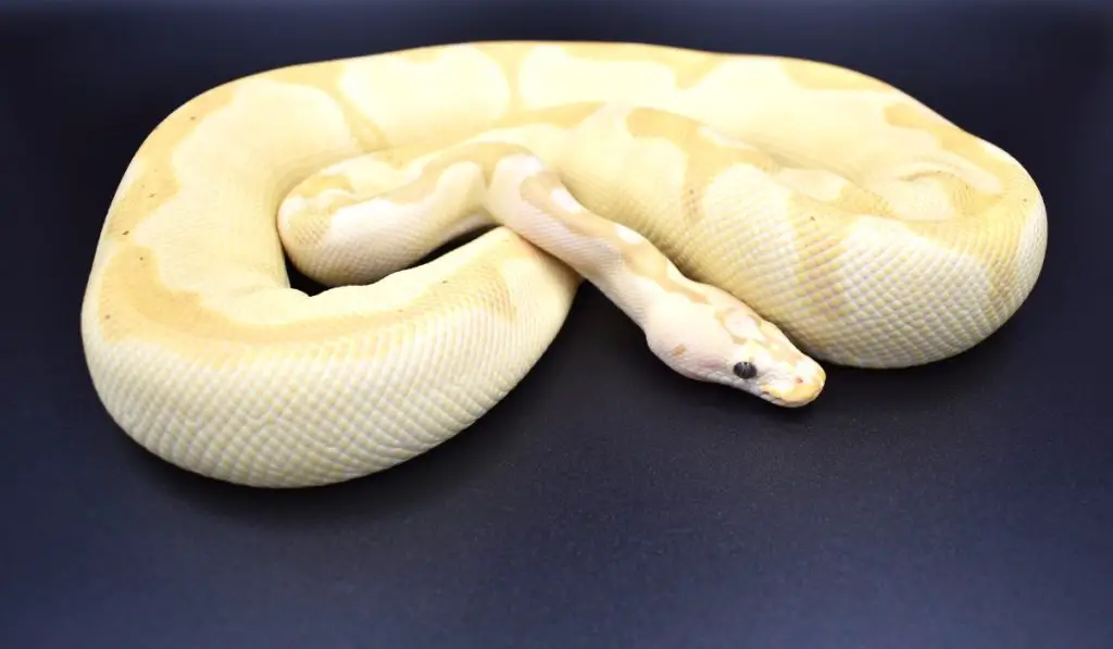 yellow ball python morphs