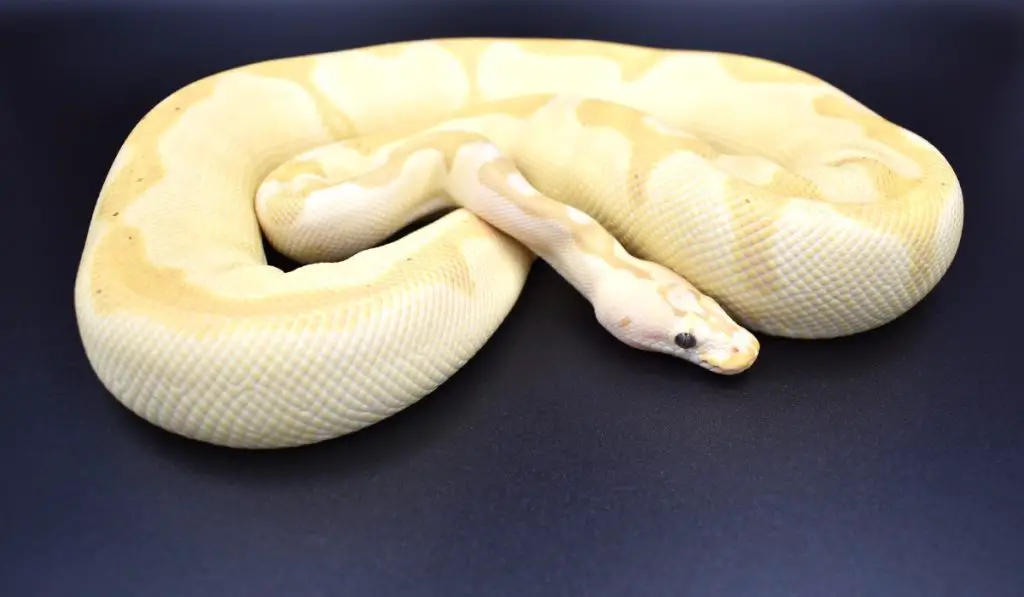 ball python size