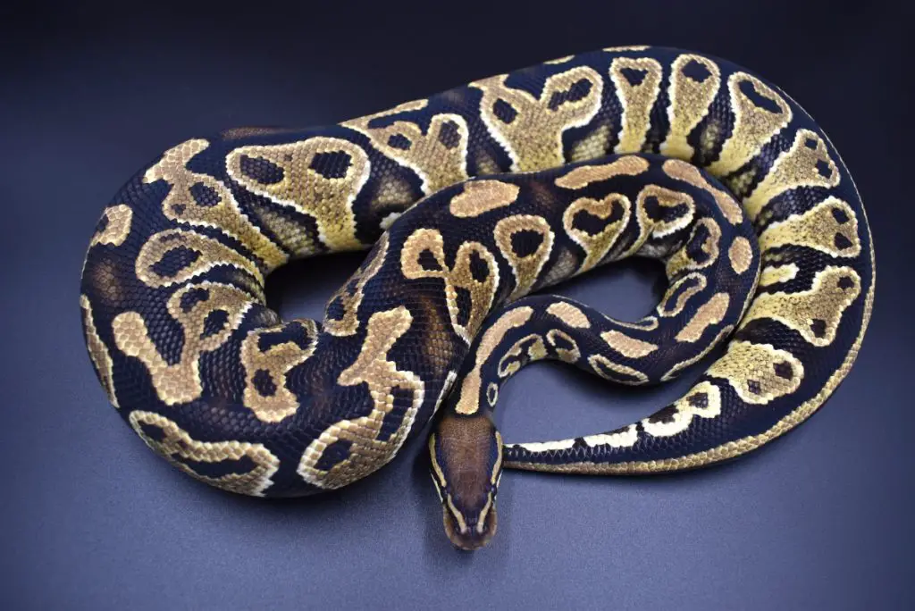 do ball pythons need vitamin supplements?