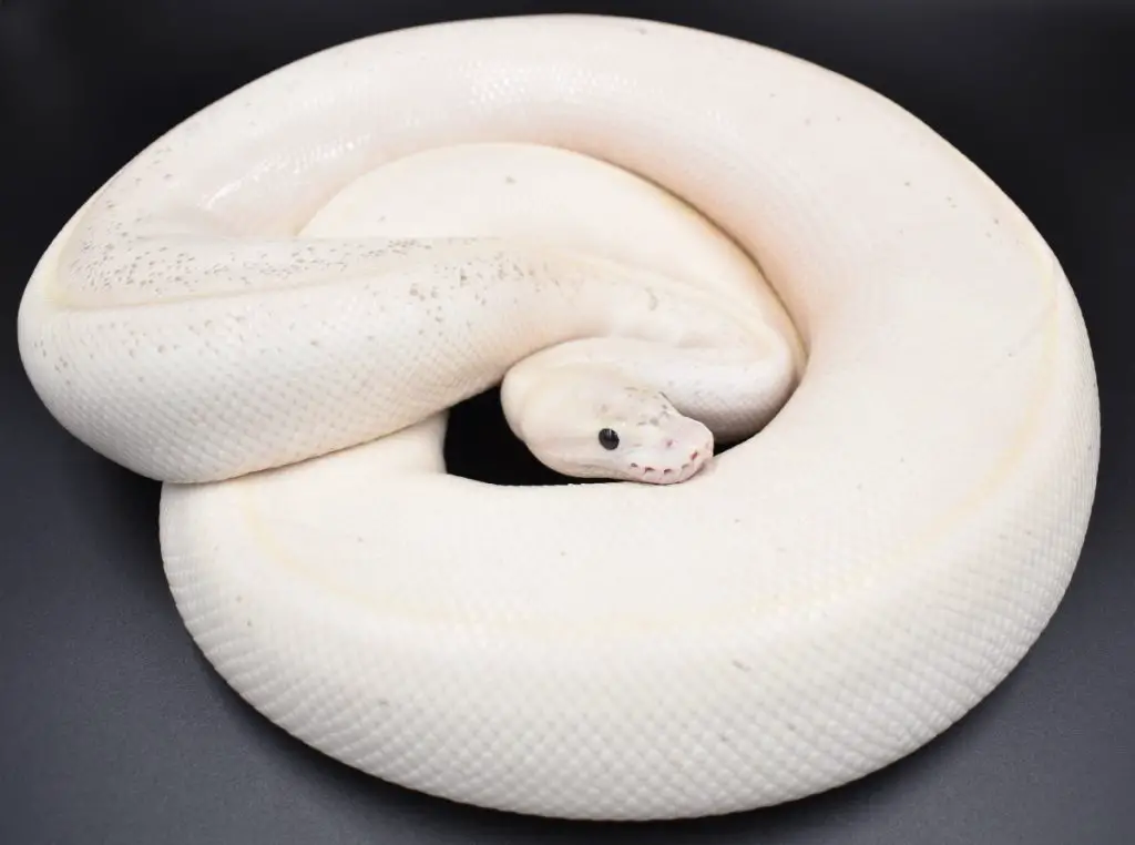 Popular Ball Python morphs