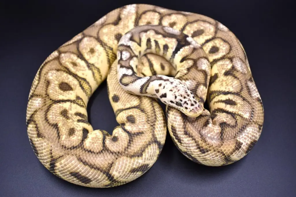 Ball Python care sheet