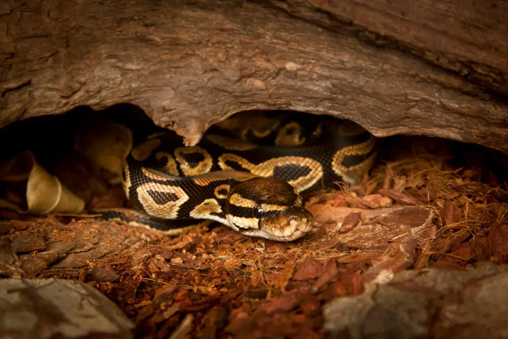 Ball Python body language