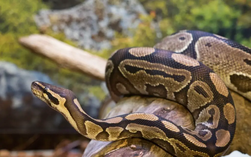 Ball Python Substrate and hiding places