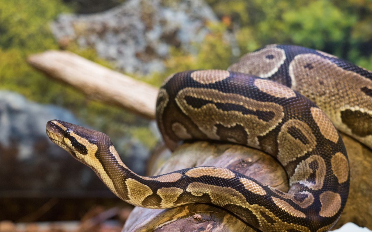 Ball Python Substrate and hiding places – BALL PYTHON BREEDER UK