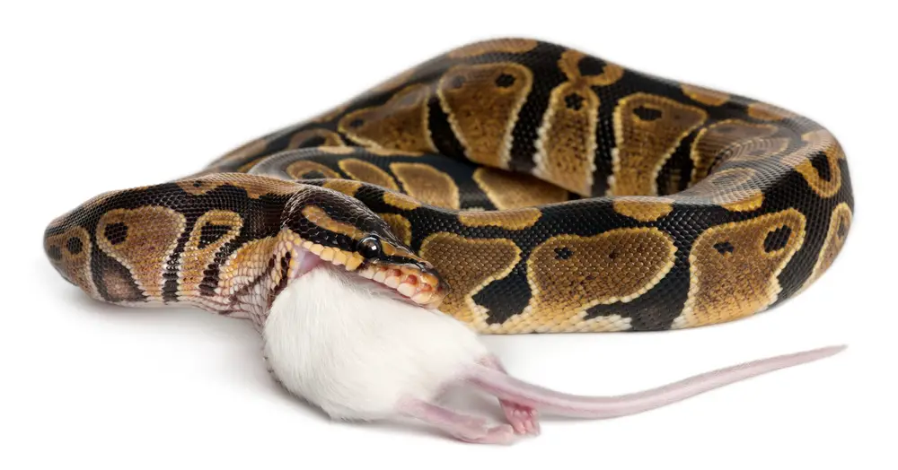 Ball python heat pits