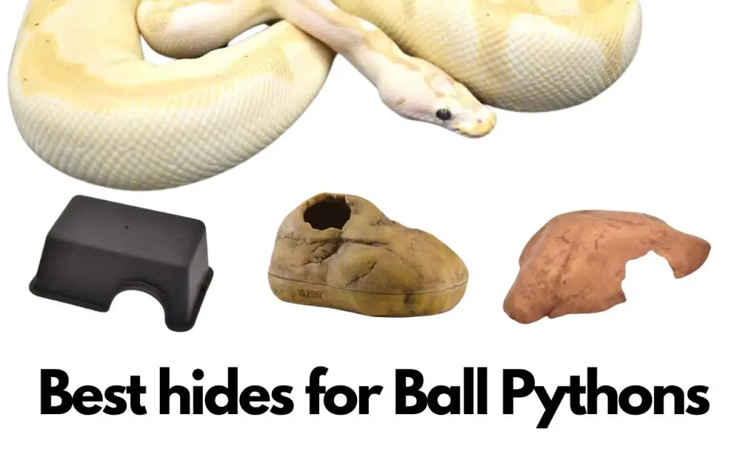 Best hides for ball pythons