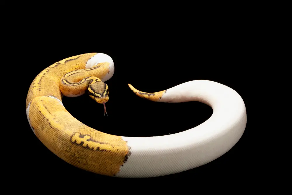 Ball Python breeding