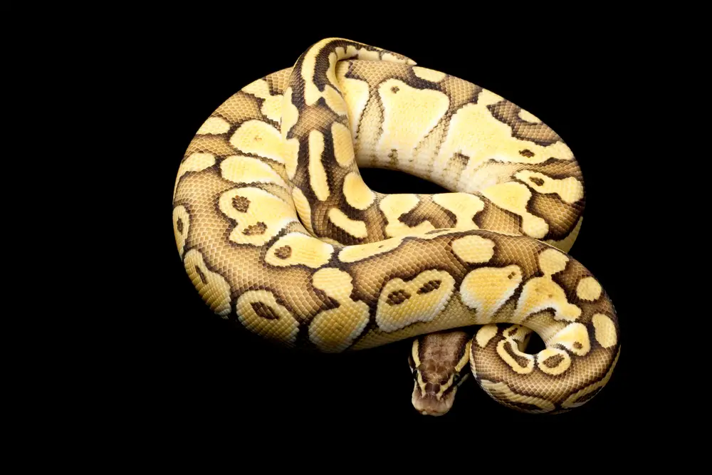 Ball Python breeding