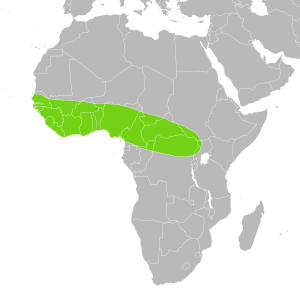 Python regius wild distribution in Central and West Africa