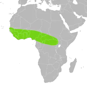 Python regius wild distribution in Central and West Africa.