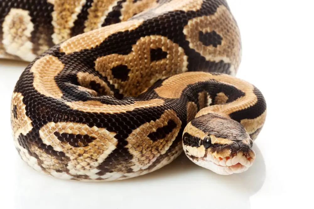 ball python face