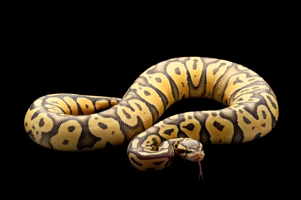 ball python mouth rot