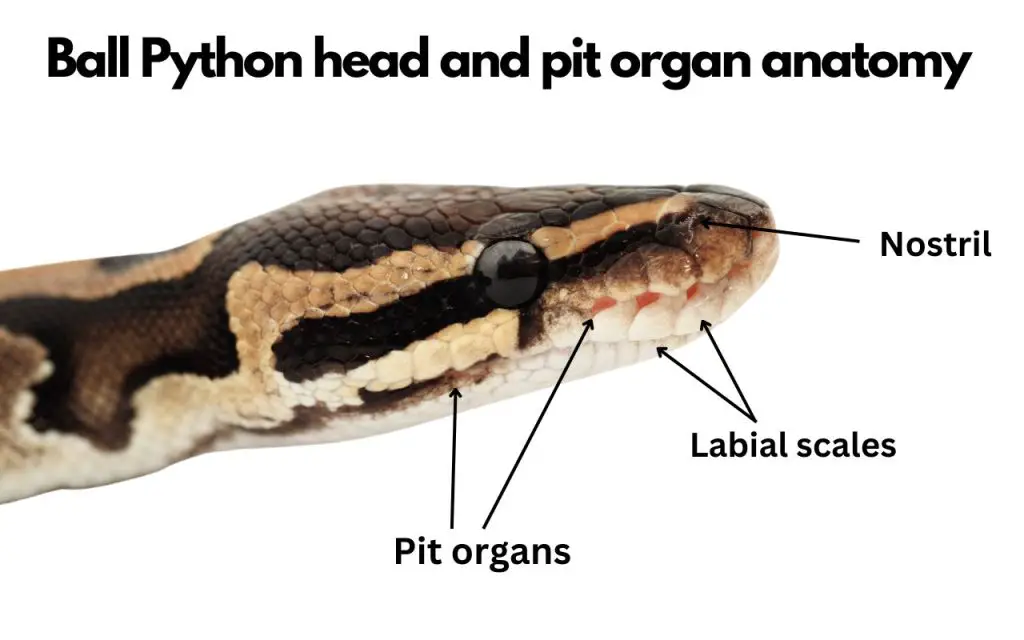 ball python face