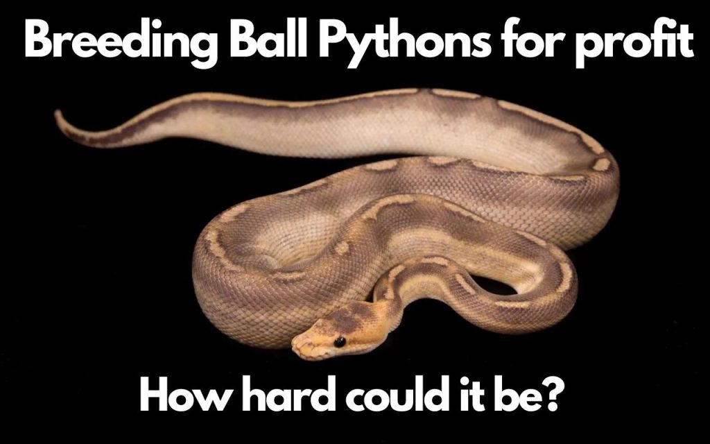 Breeding Ball Pythons for profit