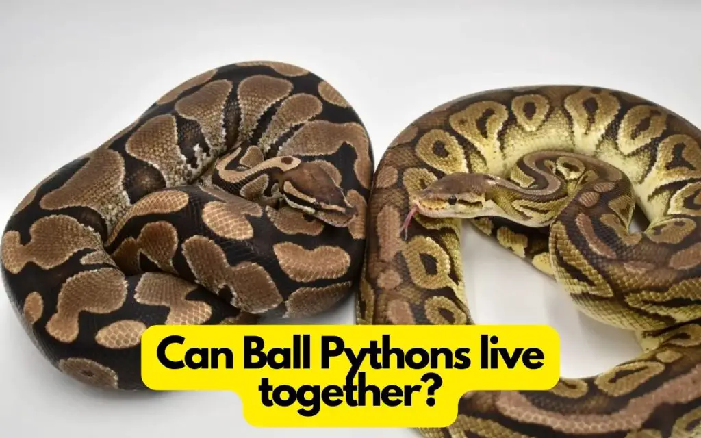 Can ball pythons live together?