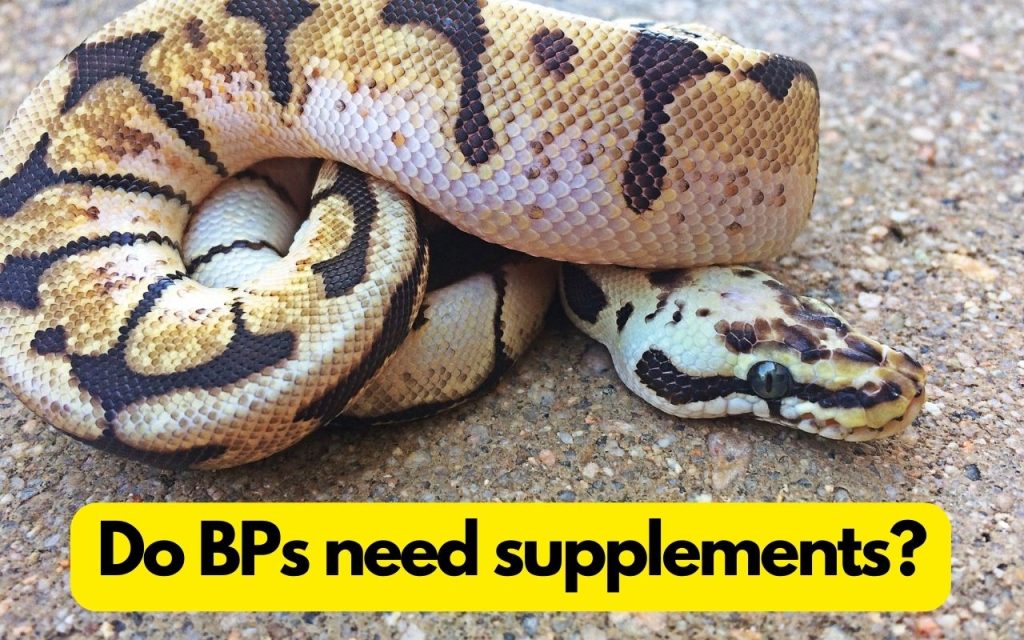 Do Ball Pythons need vitamin supplements?