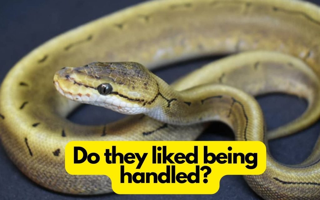 Do ball pythons like to be held?