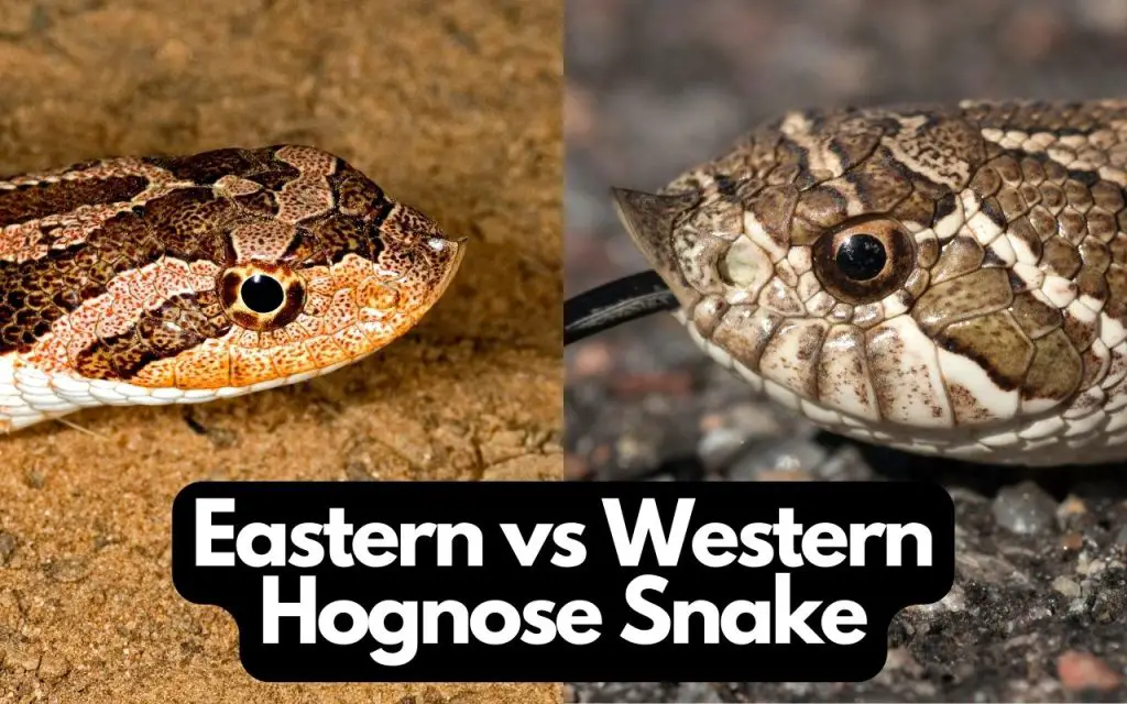 Eastern vs Western Hognose Snake