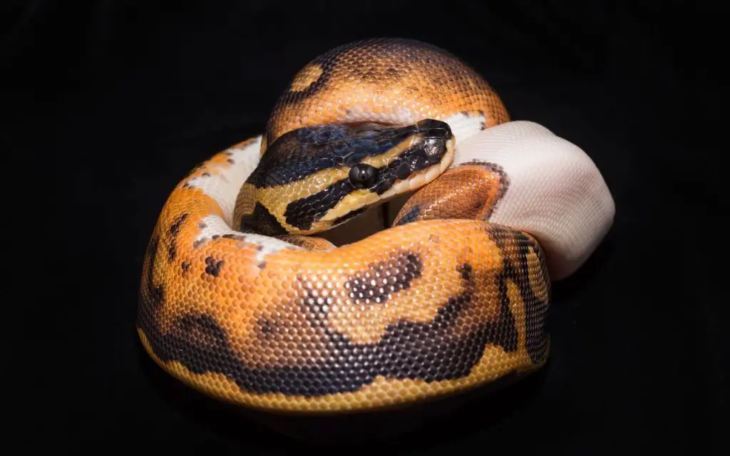 do ball pythons sleep?